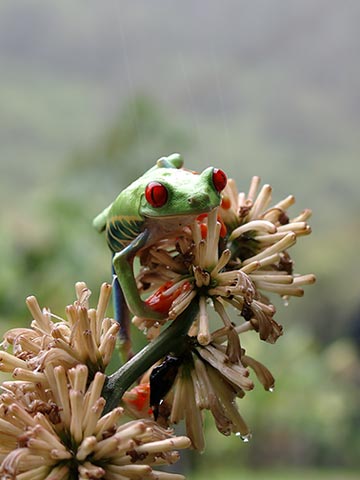 Mehr über den Artikel erfahren Costa Rica – a natural wonderland