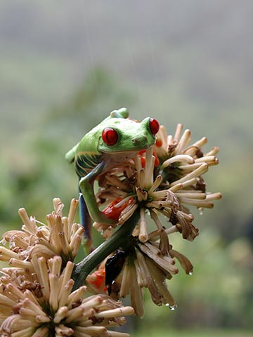 You are currently viewing Costa Rica – a natural wonderland